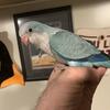 Handfed blue Quaker babies 