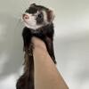 Female ferret