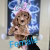 Mini GoldenDoodles