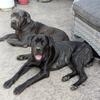 Cane Corso Puppies