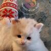 Last Avail Ragdoll Kitten until Christmas 2025
