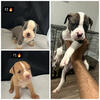 Alapaha Bullies for sale
