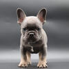 Akc registered french bulldog
