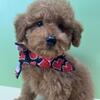 Poodle Puppies for sale New York - New Jersey