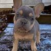 Lilac Tan French Bulldog 8 weeks