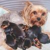 Yorkie Puppies CKC registered 