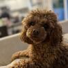Toy poodle for STUD SERVICES