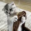 Scottish Fold Kitten 8 Weeks Old Silver Coat Rancho Santa Fe Area