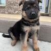 Pure breed Male German shepherd pups! 🐶 MICHIGAN 