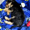 2 month old yorkie puppy