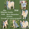 Two Siberian husky pups looking for a forever home 
