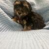 Morkie Puppies