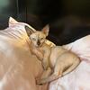 Hairless cat Female Bambino Sphynx Texas 