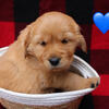AKC Golden Retriever Puppies