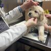 AKC Golden Retriever puppies