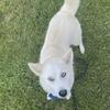 5yr old Female adult Husky