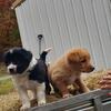 English shepherd/Border collie mix puppies
