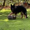 German Shepherd puppies