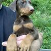 AKC Doberman Puppy Red/Rust Champion Bloodlines