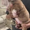 Choclate brindle English bulldog male 