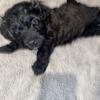 Shihpoo puppies only 2 males left 