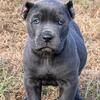 Cane corso puppies