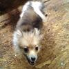 Pomeranian puppy for sale 