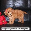 Sweet, friendly Cavapoo puppies