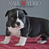 Exotic American bully’s for sale