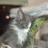 Male Maine Coon Kitten Blue and White 