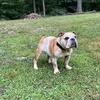 English bulldog for rehoming