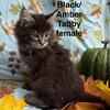 "MISHA"  female Black/Amber Tabby Maine Coon kitten, TICA registered