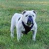 Champion sired adult bulldog needs a good family