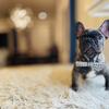 Adorable Purebred French Bulldog Puppy!