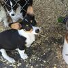 Pembroke Welsh Corgi Puppies