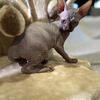 Adorable Sphynx Kittens Available