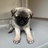 Pug Puppies 