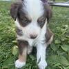 Miniature Australian Shepard Puppy’s 