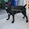 Cane Corso STUD