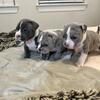 American Bullies exotics