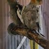 Baby cockatiels