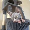 Female sphynx kitten 