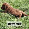 Chesapeake Bay Retriever puppies