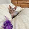 Sphynx female Kitten