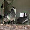Peafowl Hatched July 10