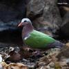 Asian Emerald Doves for Sale:   Excellent pets..