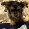 Parti Yorkie Puppies