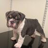 English Bulldog 