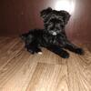 Yorkiepoo puppies boys