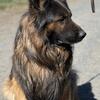 AKC Import German shepherd available for stud 